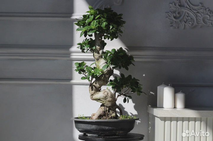 Бонсай фикус гинсенг
