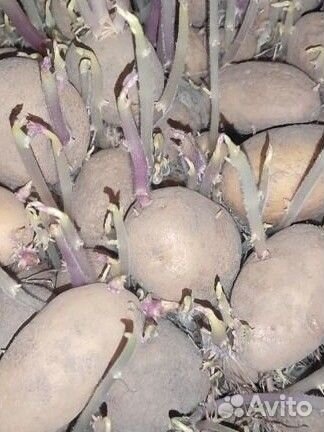 Картофель на посадку