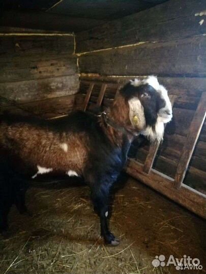 50 нубийский козлик обмен на зерно