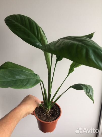 Спатифиллумы разных сортов