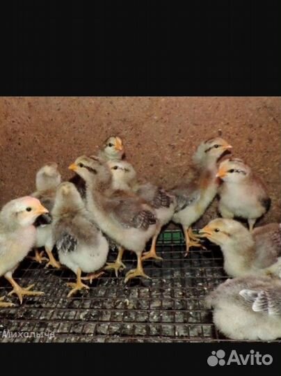 Цыплята суточные