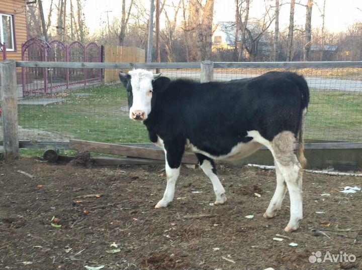 Продам телку