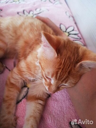 Рыжий котенок мальчик
