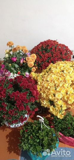 Цветы многолетние