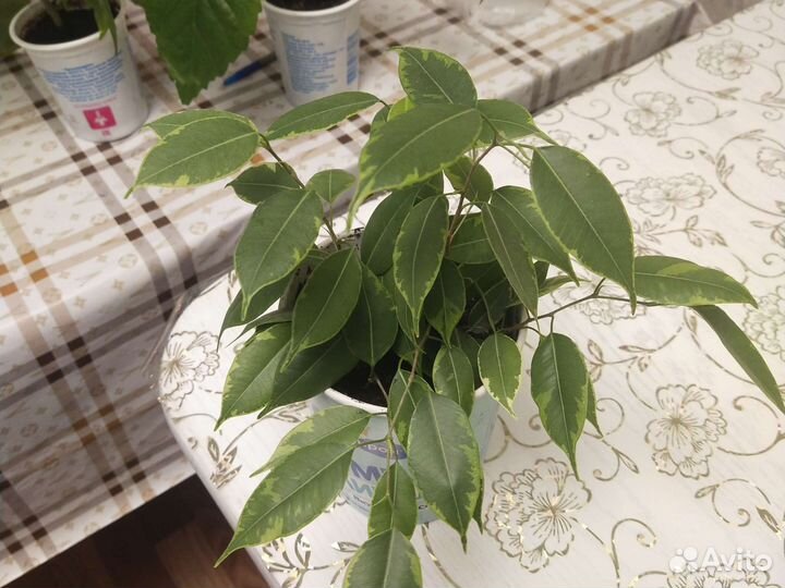 Фикус Бенджамина