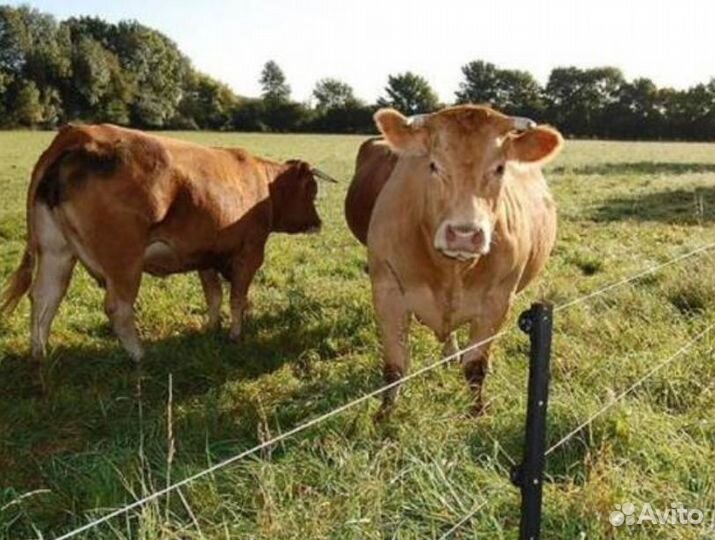 Электропастух (изгородь для пастбищ)