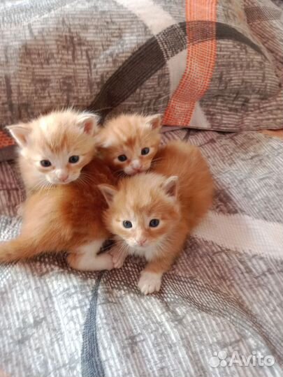 Кошки мейн-кун