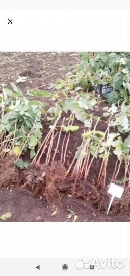 Рассада ремонтантная клубники и малины