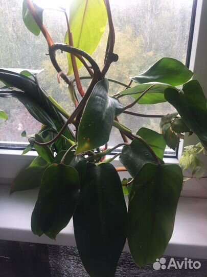 Филодендроны