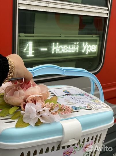 Ручной кролик