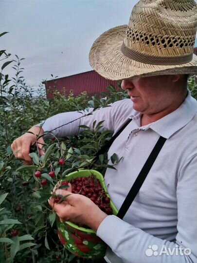 Вишня Владимировская(Саженцы)