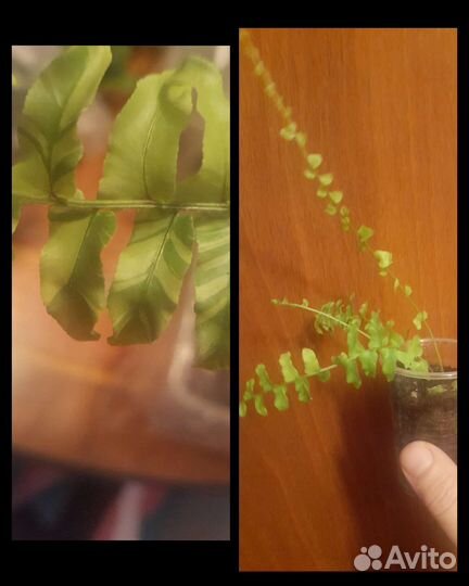 Комнатные растения