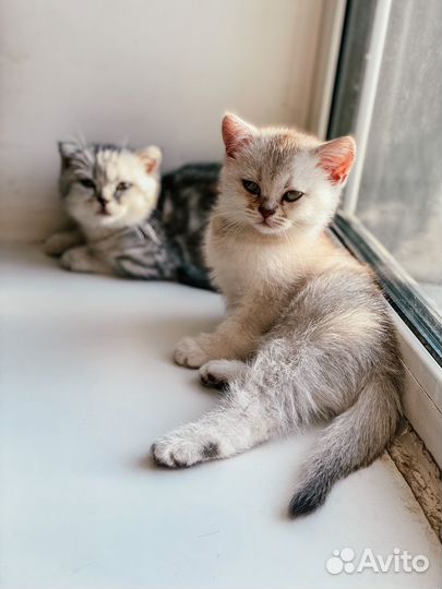 Шотландские котята