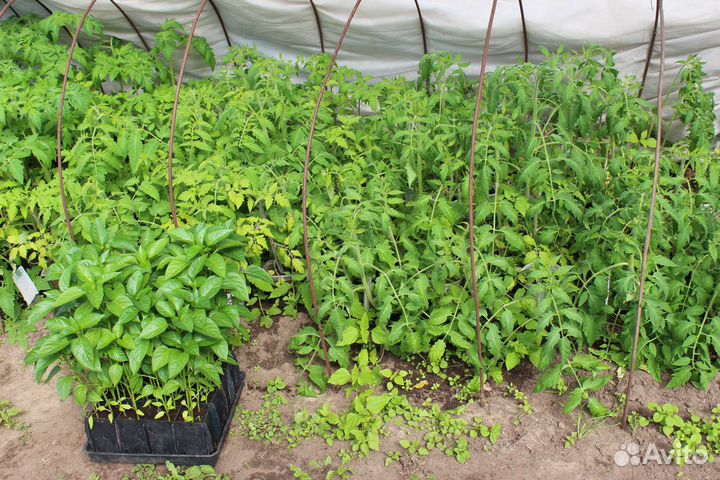 Рассада помидор и перца