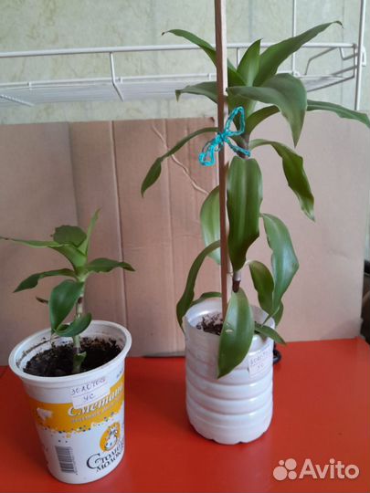 Цветок золотой ус