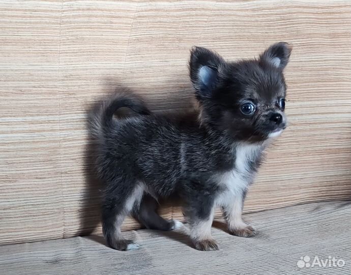 Щенки чихуахуа