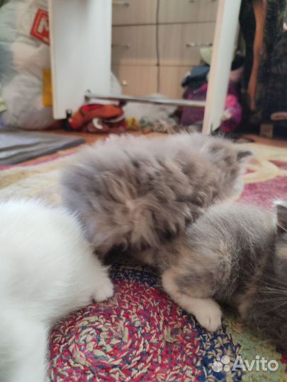 Отдам котят
