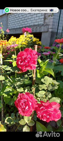 Многолетние цветы