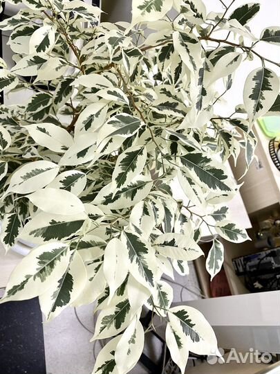 Редкий фикус де Гантель