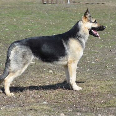 Восточноевропейская овчарка, щенок