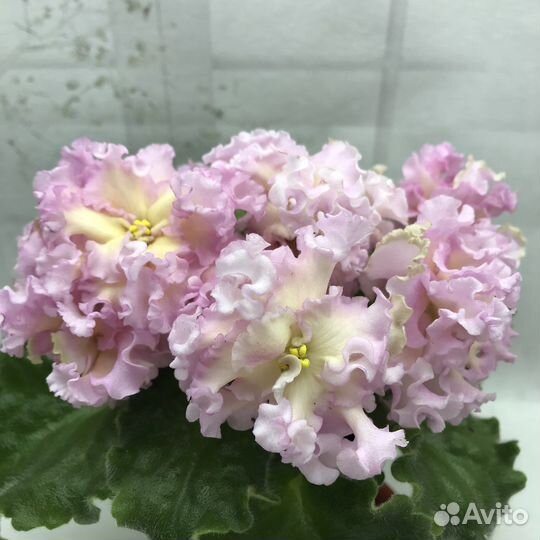 Фиалки(детки)