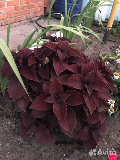 Колеусы вегетативные