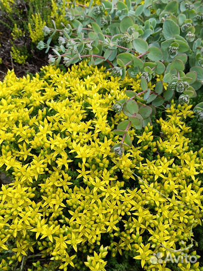 Седум едкий,мята ананасная вариегата,очитки