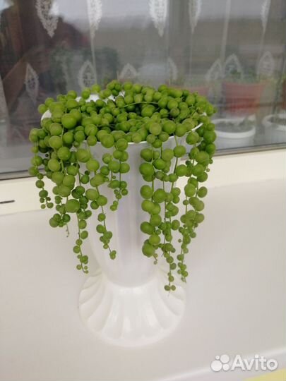 Комнатный цветок 