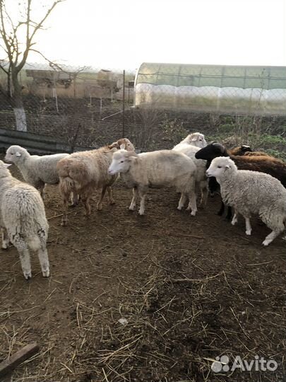 Овцы бараны