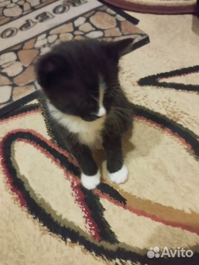 Котята бесплатно