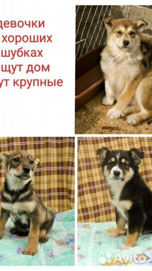 Отдам щенков в добрые руки бесплатно