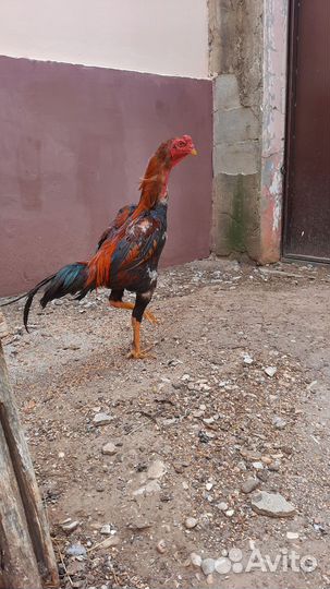 Бойцовая птица