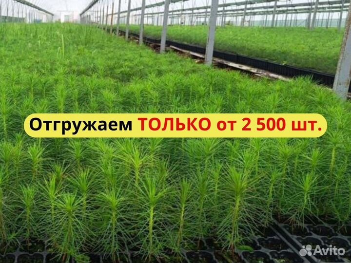 Сеянцы сосны зкс