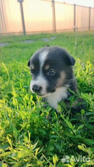 Щенок в добрые руки маленькой собаки
