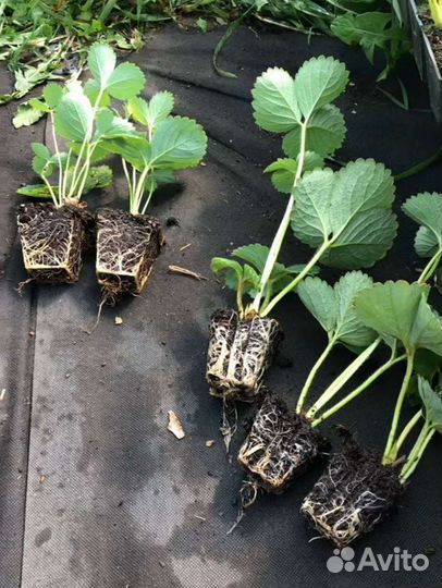 Рассада клубники (Саженцы земляники)