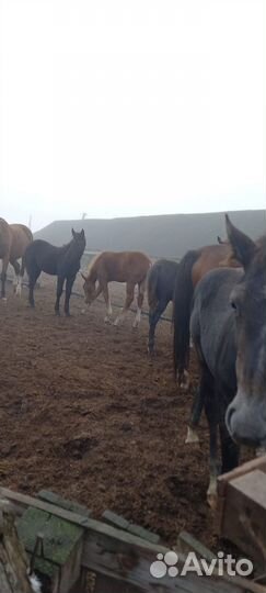 Продам лошадей