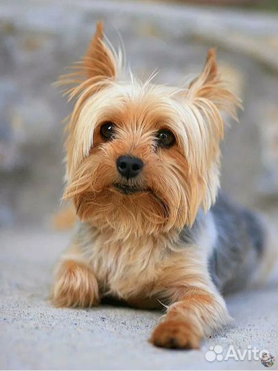 Квартирная передержка маленьких собак