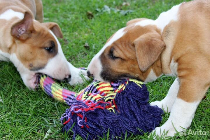 Стандартный бультерьер