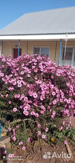 Сентябринки