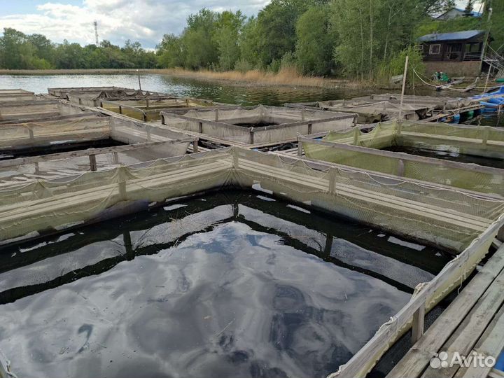 Живая рыба.Малек