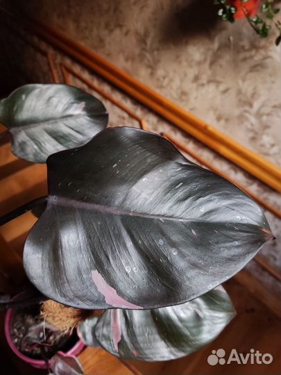 Филодендрон розовая принцесса