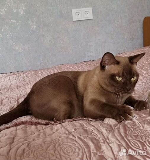 Бурманская кошка