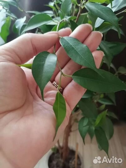 Фикус 55 см мелколистный