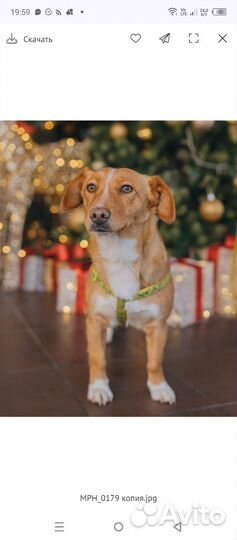 Собака в добрые руки