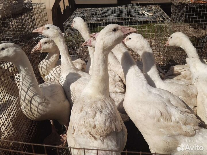 Куры несушки доминант,бройлер, индюки