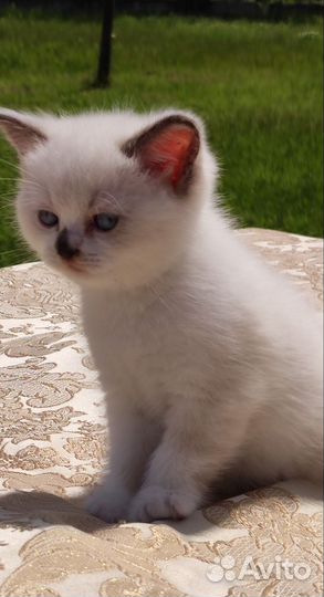 Кошки