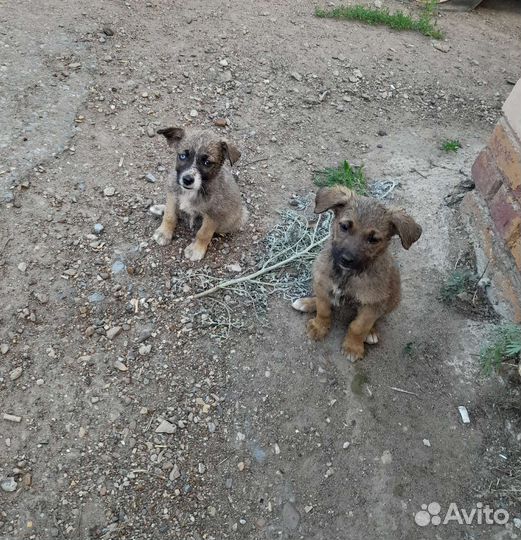 В добрые рукищенки метисы немецкой овчарки