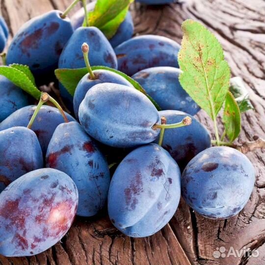 Саженцы сливы Венгерка (синий)