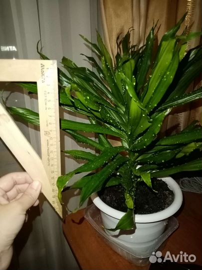 Цветы домашние в горшках