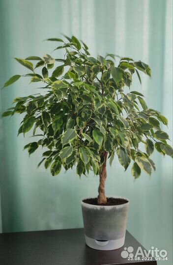 Фикус бенджамина пестролистный